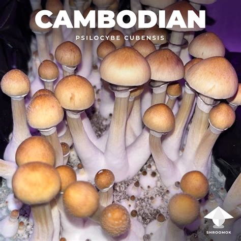 Cambodian Gallery On Shroomok