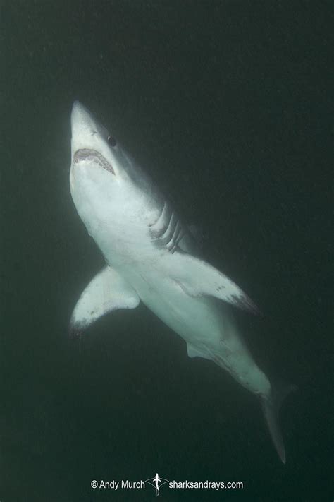 Porbeagle Shark - Lamna nasus