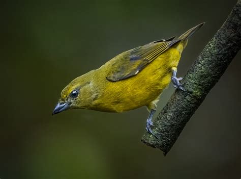 Blue Capped Tanager Owen Deutsch Photography