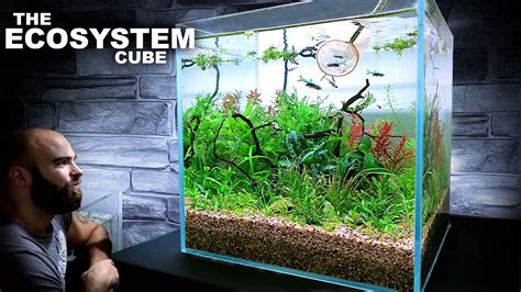 The Ecosystem Cube W Axelrod Rasbora AMAZING NO WATER CHANGE Aquarium