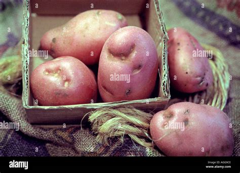 Red Desiree Potatoes Solanum Tuberosum Stock Photo Alamy