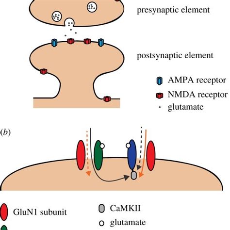 Nmda Receptor Location And Subunits In Synaptic Plasticity A Nmdars