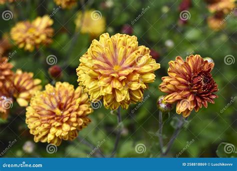 Orange Yellow Chrysanthemums On A Garden Bed Chrysanthemums Close Up