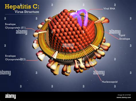 Hepatitis C Virus Infographic Illustration Stock Photo Alamy