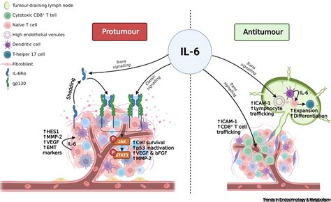 The Exercise IL 6 Enigma In Cancer Trends In Endocrinology Metabolism