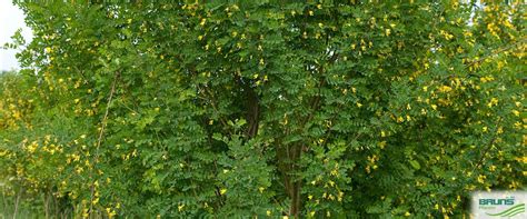 Caragana Arborescens Gew Hnlicher Erbsenstrauch Von Bruns Pflanzen