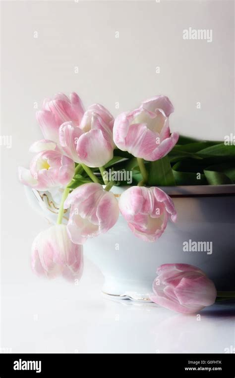 light pink tulips Stock Photo - Alamy