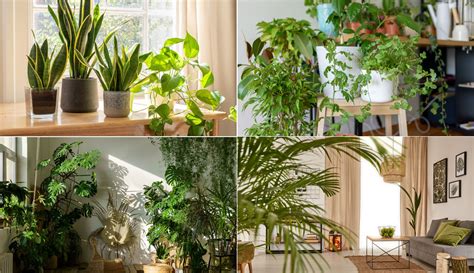 Plantas De Apartamento Dicas E Cuidados Seu O Sis Urbano Plante