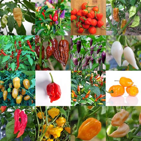 Chilli Collectors Chilli Pepper Pack - 17 Varieties of Chilli Pepper ...