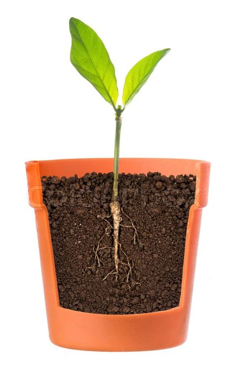 Growing Plant With Roots Showing In Pot Stock Image Colourbox