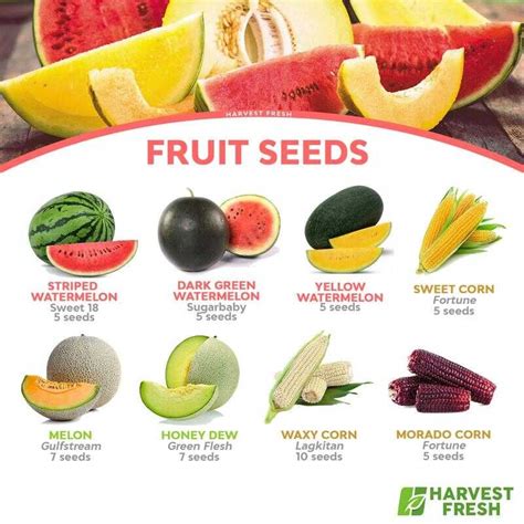 fruit seeds watermelon melon honeydew sweet corn waxy morado
