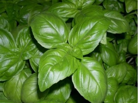 Riserva Naturale Regionale di Rio Torsero: Erbe aromatiche: Il Basilico