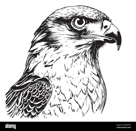 Vector Drawing Of A Falcon Head On A White Background Stock Vector