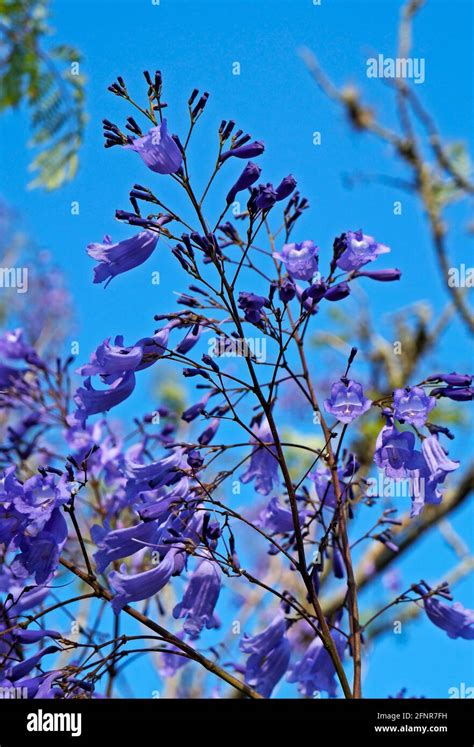 Blue jacaranda flowers (Jacaranda mimosifolia Stock Photo - Alamy