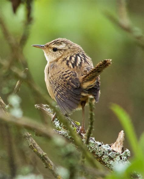 BirdsEye Photography: Review Photos