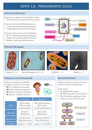 Prokaryotic Cells Pdf