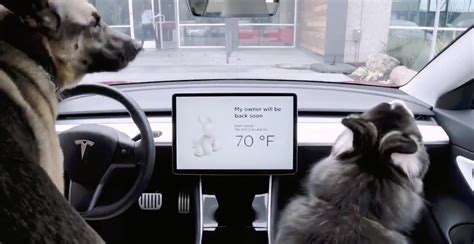 Tesla Rolls Out 'Dog Mode' To Keep Pets Safe And Comfortable - TFLcar