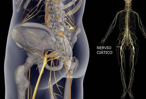 Incontinencia Fecal Neuromodulacion Sacra Enriquerubio Net