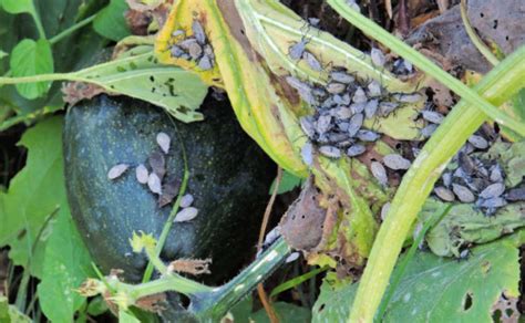 Control Squash Bugs 12 Ways How To Kill Squash Bugs