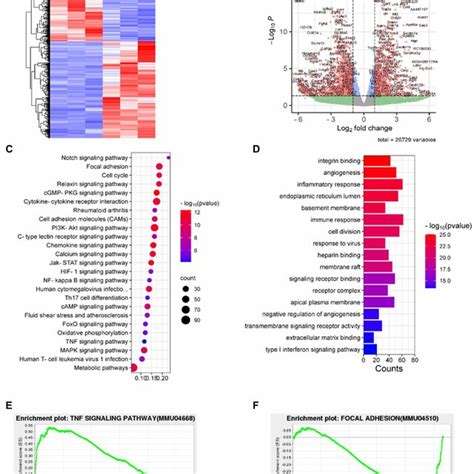 Activated Signaling Pathways In Nthi Omvs Inhalation In Ova Sensitized