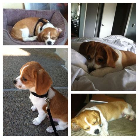 King Charles Cavalier + Beagle mix | 犬, 狼犬, 猫