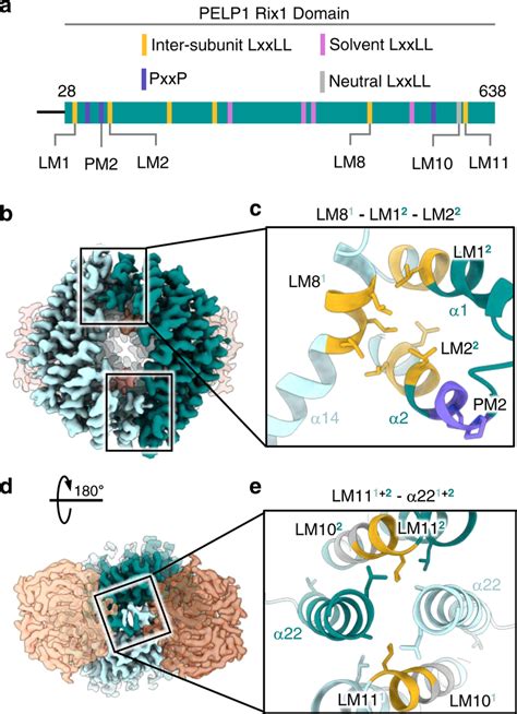 Structural Basis Of PELP1 PELP1 Dimerization A Schematic Representation