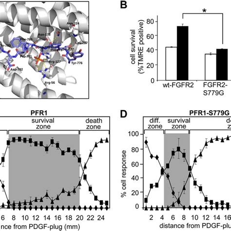 Ser 779 In The Cytoplasmic Tail Of FGFR1 And FGFR2 Is Required For