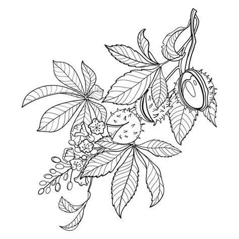 170+ Buckeye Leaf Drawing Stock Illustrations, Royalty-Free Vector Graphics & Clip Art - iStock