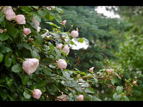 The Generous Gardener Climbing Rose Uk Fasci Garden