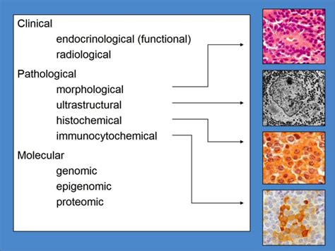 Etx Pit 3a Fig 01 Endotext