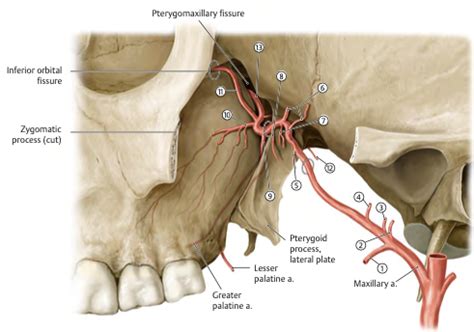 Maxillary Artery Branches Diagram Quizlet