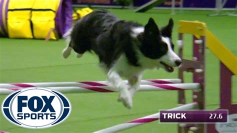 45+ Border Collie Dog Show Agility - l2sanpiero