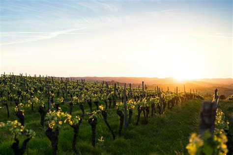 Vino Biologico Guida Sintetica Con Tutto Quello Che Cè Da Sapere Asa