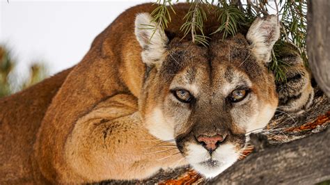 Police kill mountain lion found roaming on Colorado school's campus