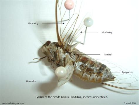 Cicada anatomy photo by Santisuk Vibul. Dundubia sp. – Cicada Mania