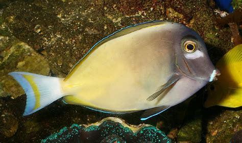 Aquarium Fish Surgeonfishes Aka The Tangs