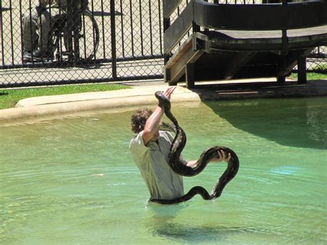 KANGAROO FIGHTING HUMAN IN AUSTRALIA ZOO. WHO WON