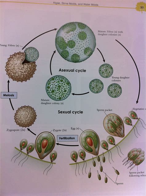 Red Algae Life Cycle Mackenzieslearning