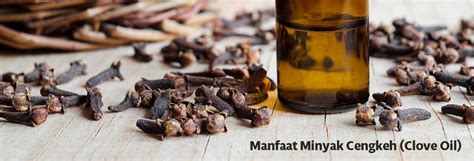 Manfaat Minyak Cengkeh Clove Oil K Link Nusantara