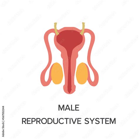 Human Internal Organs Cartoon Anatomy Body Part Male Reproductive System Vector Illustration