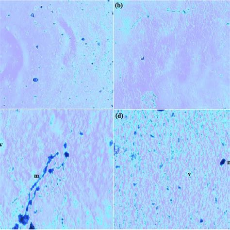 A Schematic Image Of Bovine Cornea Epithelial And Endothelial