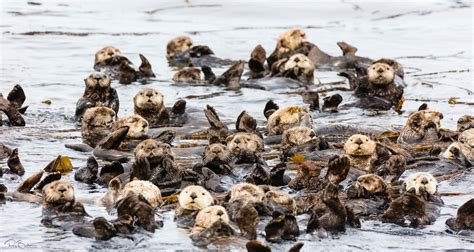 Raft Of Sea Otters Enhydra Lutris Floating Among Kelp Near Koniuji