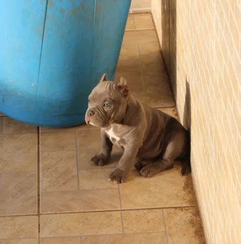 Filhotes American Bully pedigree Cachorros e acessórios Centro