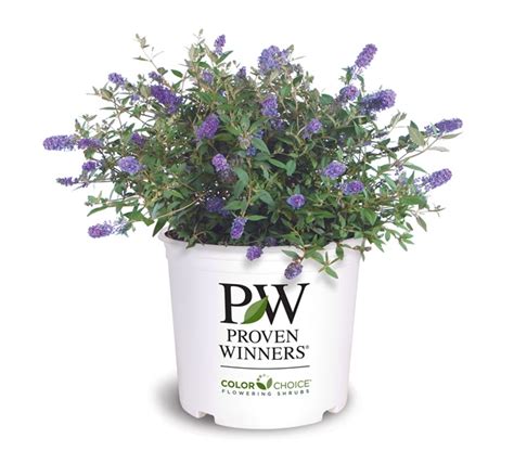 Proven Winners Flowering Shrubs Expands in Europe - Lawn & Garden Retailer