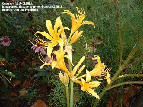 Plantfiles Pictures Lycoris Species Golden Hurricane Lily Golden Spider Lily St Augustine