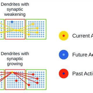 | Synaptic growth in distal dendrites in the EL. (A) Dendrites with... | Download Scientific Diagram