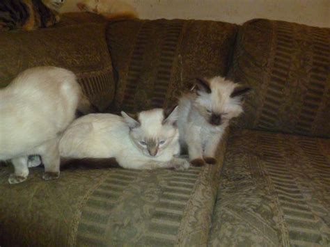 Kittens! Bengal Mix, Siamese, Maine Coon Mix & other breeds for Sale in Crestline, California ...