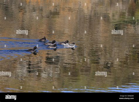 Barrows Goldeneye Bucephala Islandica Stock Photo Alamy