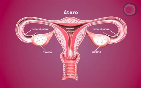 Qual A Fun O Das Tubas Uterinas Na Fertilidade