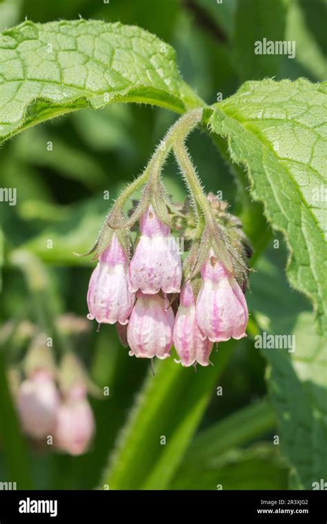 Symphytum Officinale Echter Beinwell Gemeiner Beinwell Arznei